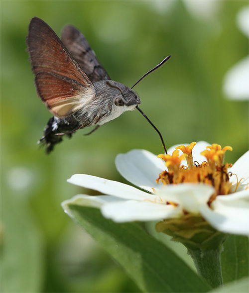 Hummingbird Moth