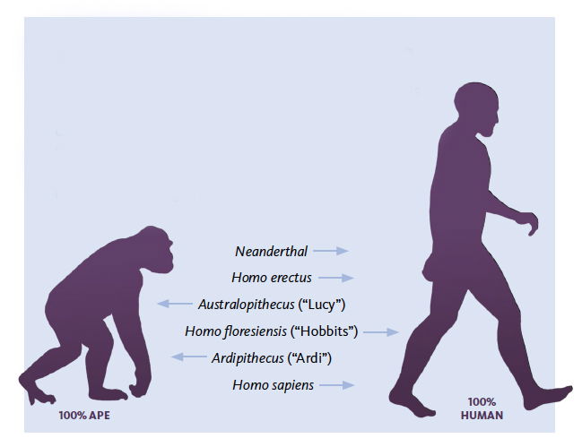 What Are Ape-Men?