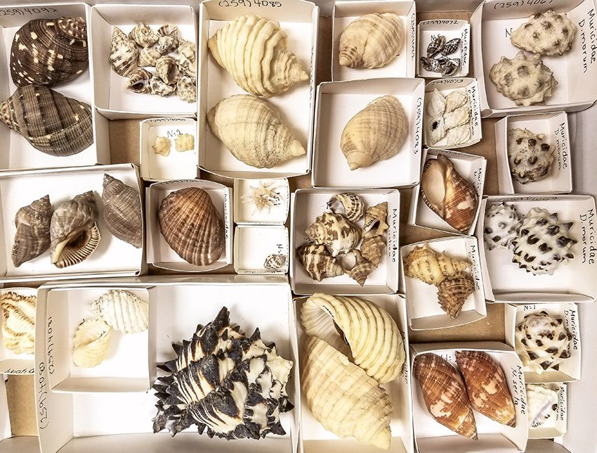 Shell Collecting
