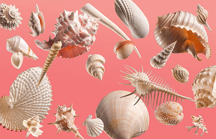 Seashells Design Challenge