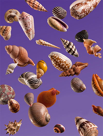 How Are Seashells Formed?