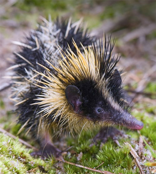 Tenrec