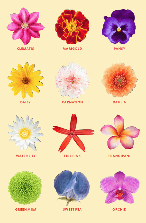 Flowers Not Just A Pretty Face Answers In Genesis Flowers Not Just A Pretty Face Answers In Genesis
