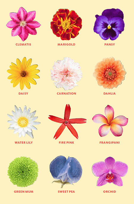 Flower Colors