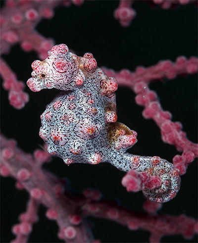 Pygmy Seahorse