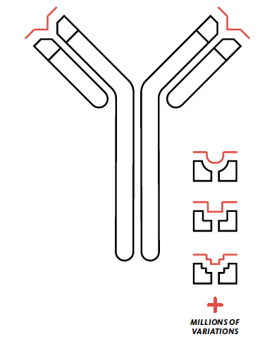 Antibodies