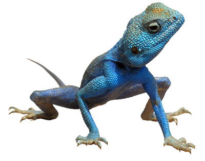 Blue Agama