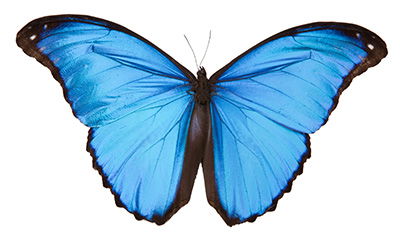 Blue Morpho Butterfly