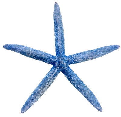 Blue Starfish