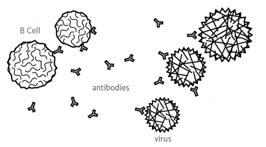 Lymphocytes