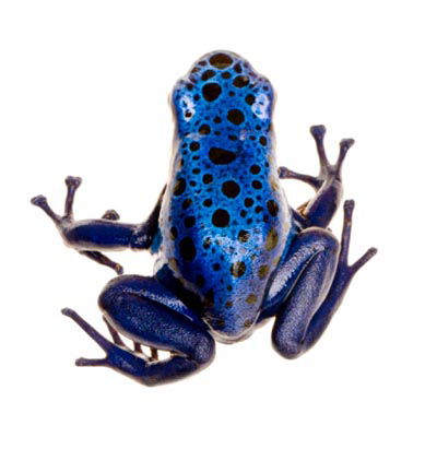 Blue Poison Dart Frog