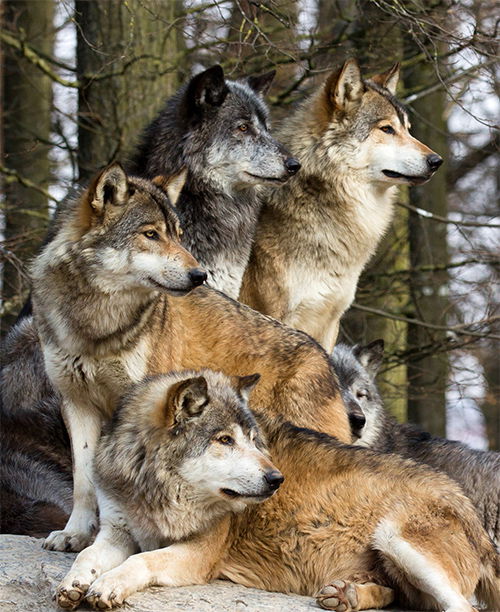 pack of wolves hunting