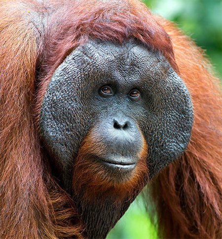 Orangutan—King of the Treetop Trapeze | Answers in Genesis