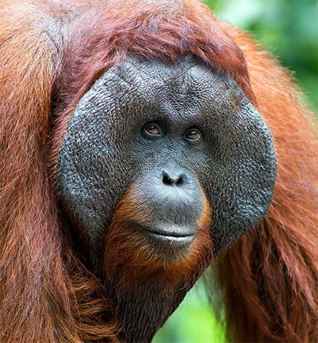 Orangutan