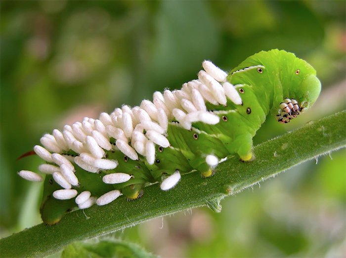 Eggs on Caterpillar
