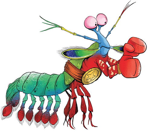 Mantis Shrimp