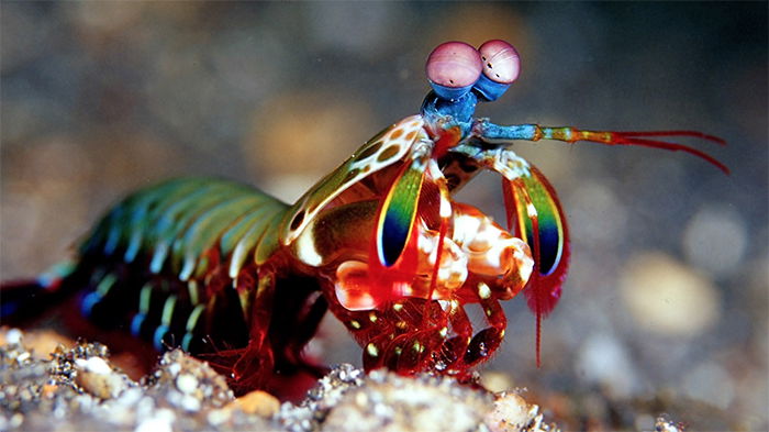 Mantis Shrimp