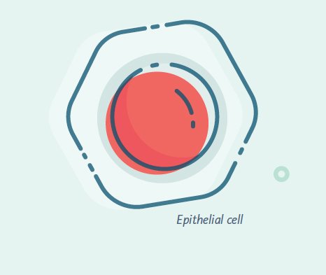 Epithelial Cell