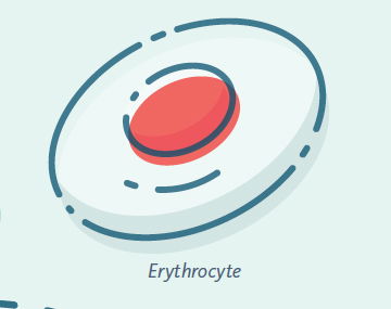 Erythrocyte