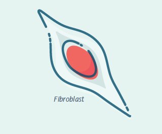 Fibroblast