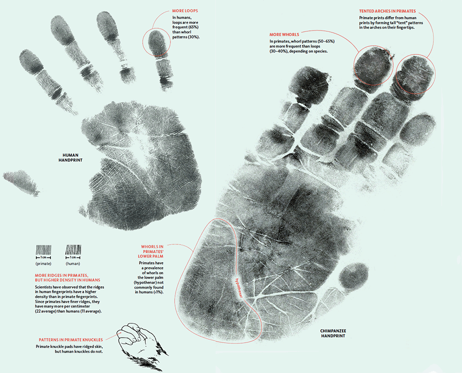 Fingerprints