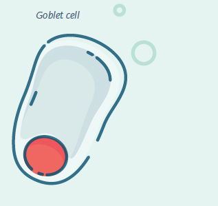 Goblet Cell