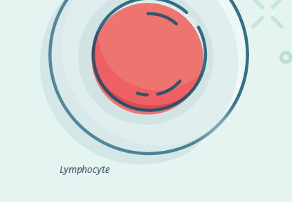 Lymphocyte