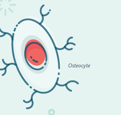 Osteocyte