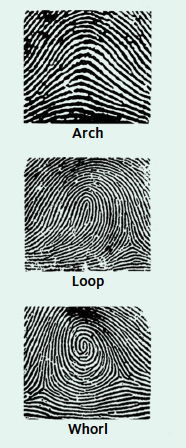 Close, But Not Close Enough—Fingerprints | Answers in Genesis