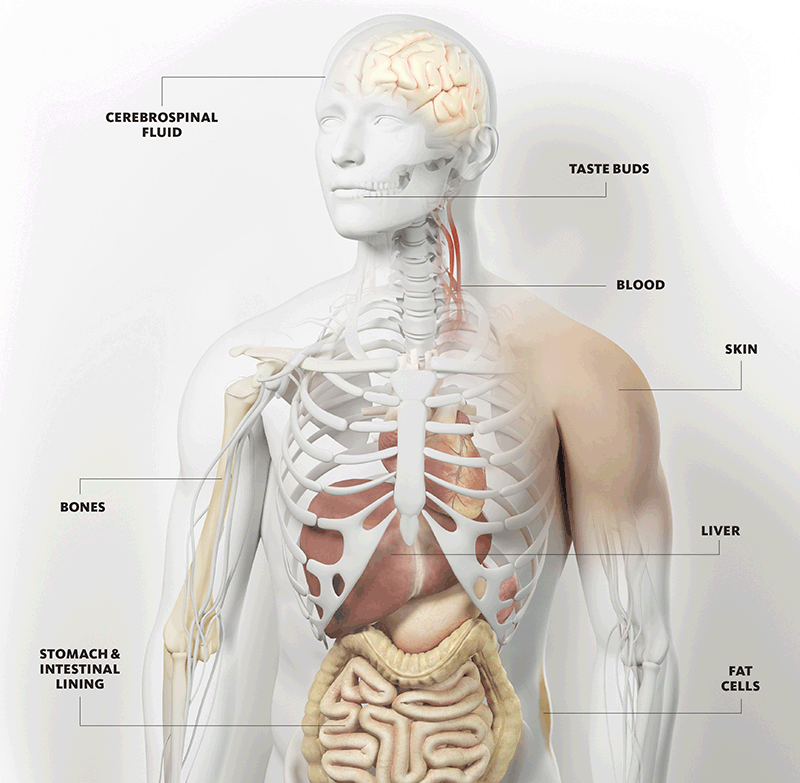 Human Cell Regeneration—A Whole New You