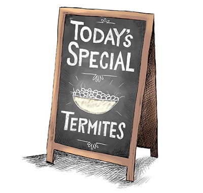 Termite Specials