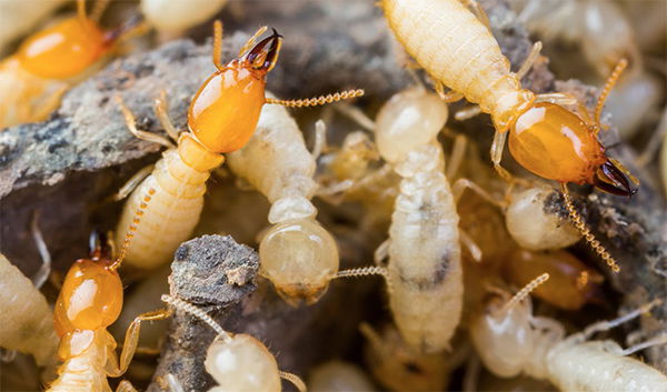 Termites