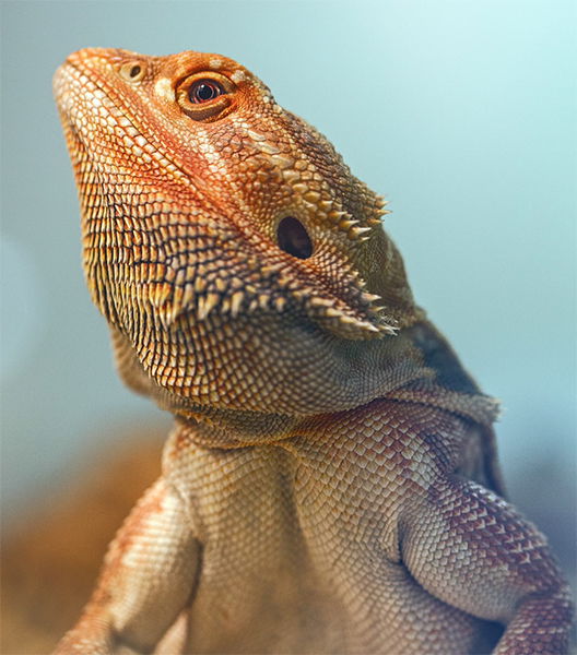 bearded dragon bite wound