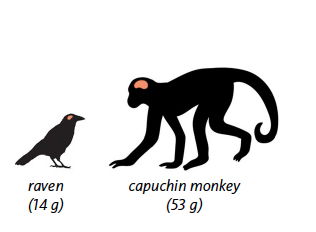 Birds vs. Primates