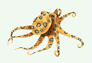 Blue-Ringed Octopus