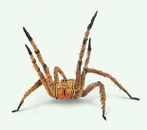 Brazilian Wandering Spider