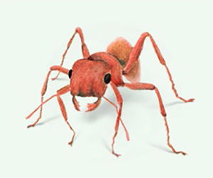 Harvester Ant