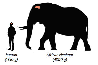 elephant brain vs human brain