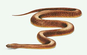 Inland Taipan Snake