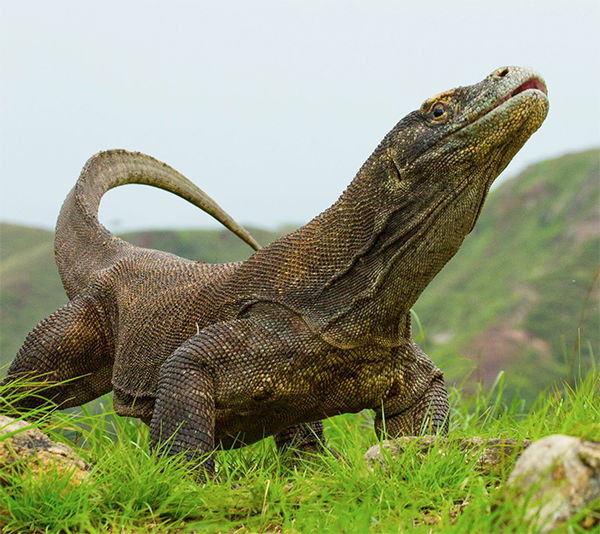 types of poisonous lizards