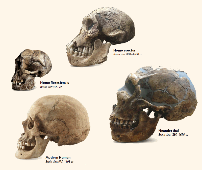 Skull Sizes