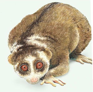 Slow Loris