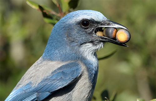 Scrub Jay