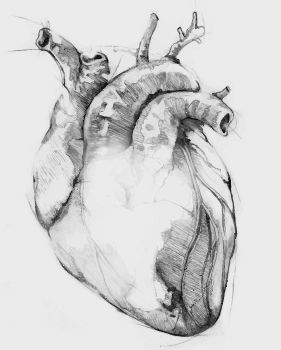 Human Heart