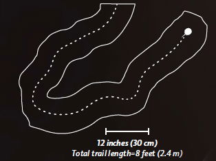 Horseshoe Crab Diagram