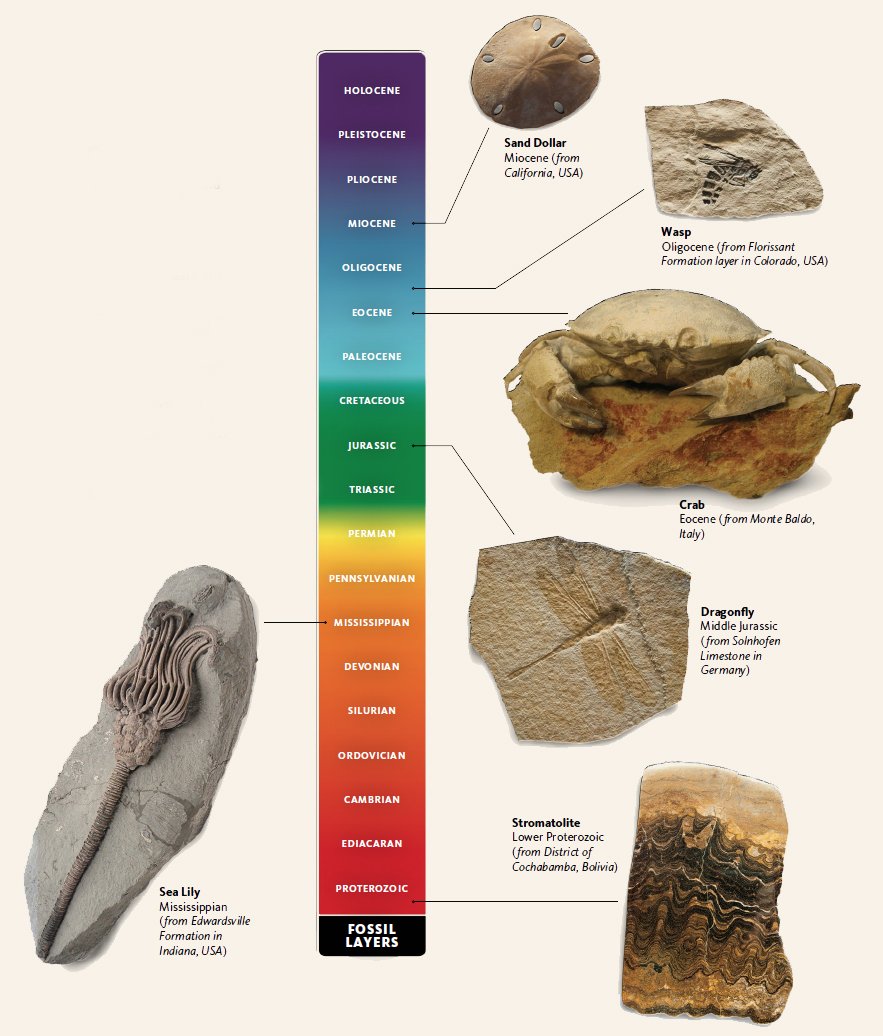 Living Fossils Timeline