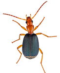 Beetle Size