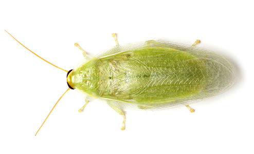 Cuban Cockroach