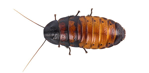 Madagascar Hissing Cockroach