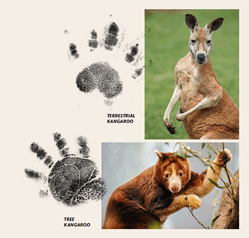 Kangaroo Fingerprints